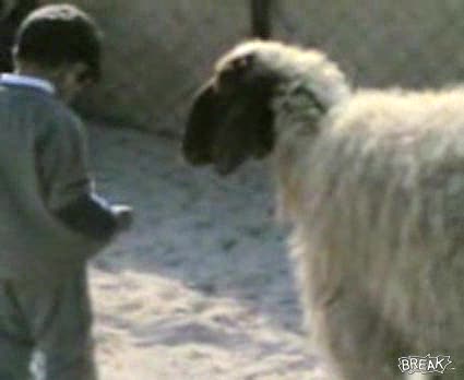 Sheep Head Butts Kid